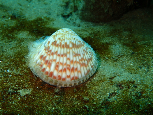 Nuttall's Cockle, photo 4 of 9