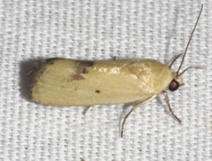 Ponometia tortricina