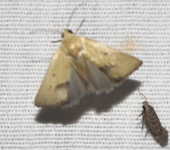 Ponometia tortricina