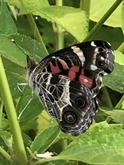 Vanessa virginiensis