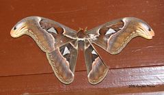 Attacus
