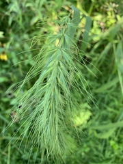 Elymus villosus