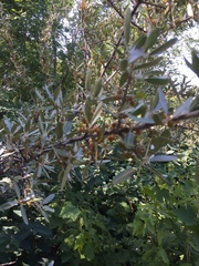 Elaeagnaceae
