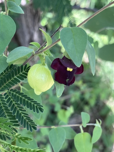 Tinnea rhodesiana, photograph 2