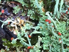 Cladonia umbricola