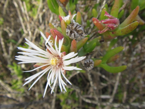 Image of Vanzijlia annulata by (c) douglaseustonbrown, some rights reserved (CC BY-SA)