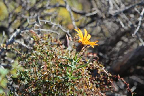 Image of Carnation Of The Field (Mutisia decurrens) by (c) Cesar Ormazabal, some rights reserved (CC BY)
