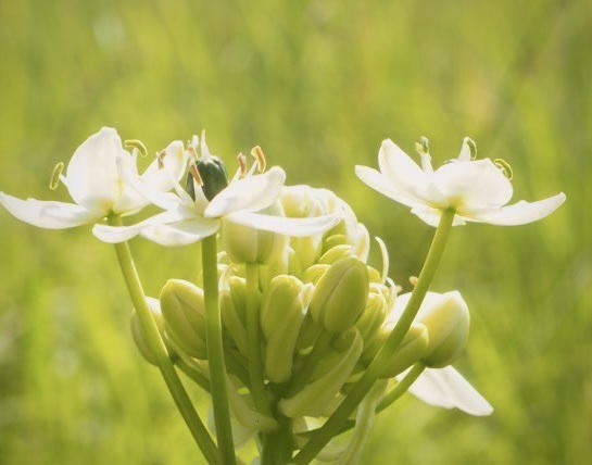 Cây Hoa Thiên Nga Mắt Ngọc – Ornithogalum saundersiae