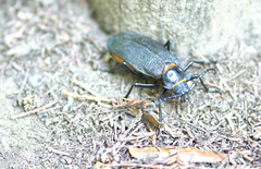 Acanthinodera cumingii