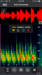 Perimyotis subflavus