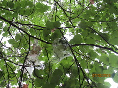 Aleiodes malacosomatos