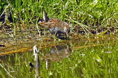 Porzana fluminea