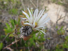 Vanzijlia annulata