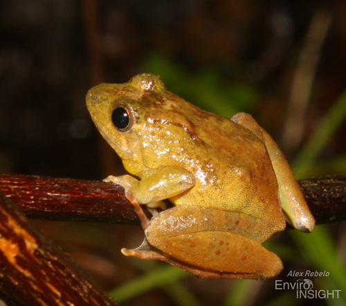 Phrynobatrachus alleni