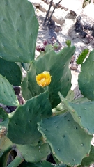 Opuntia stricta