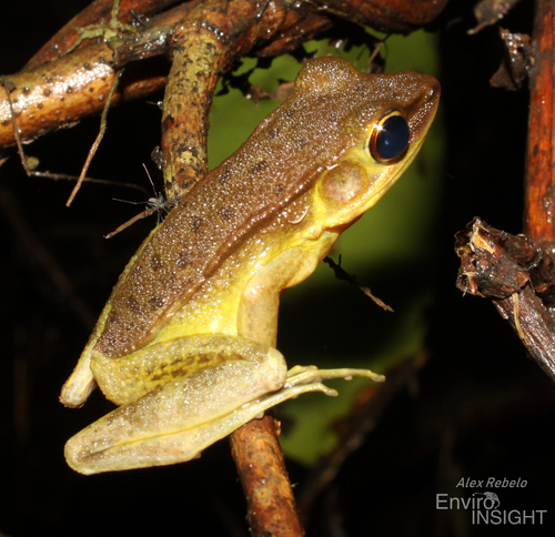 Lesser White-Lipped Frog
