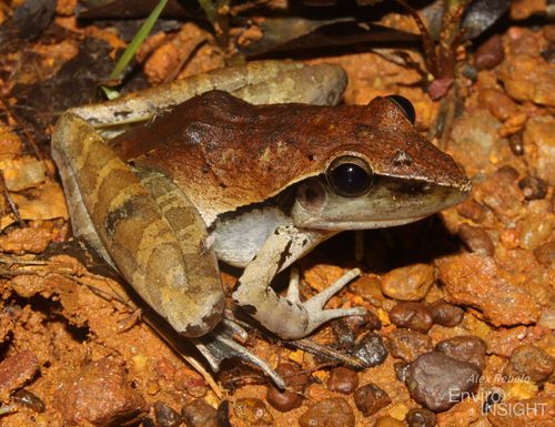 Snouted Grassland Frog