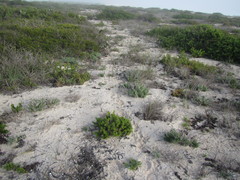 Pteronia onobromoides
