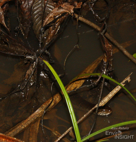 Smith's African Water Snake