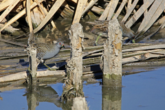 Porzana fluminea