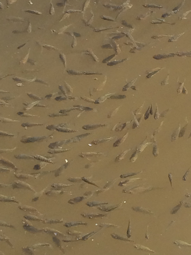 Cyprinodon variegatus