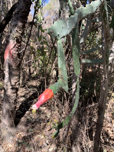 Opuntia auberi