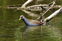Porzana fluminea
