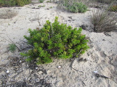 Pteronia onobromoides