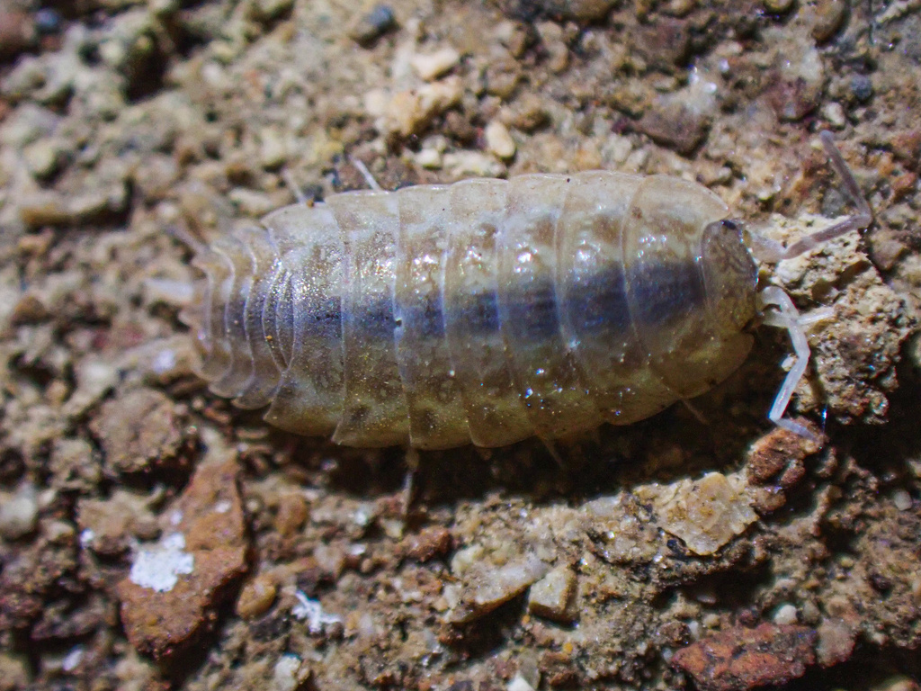 Phalloniscus tarraconensis