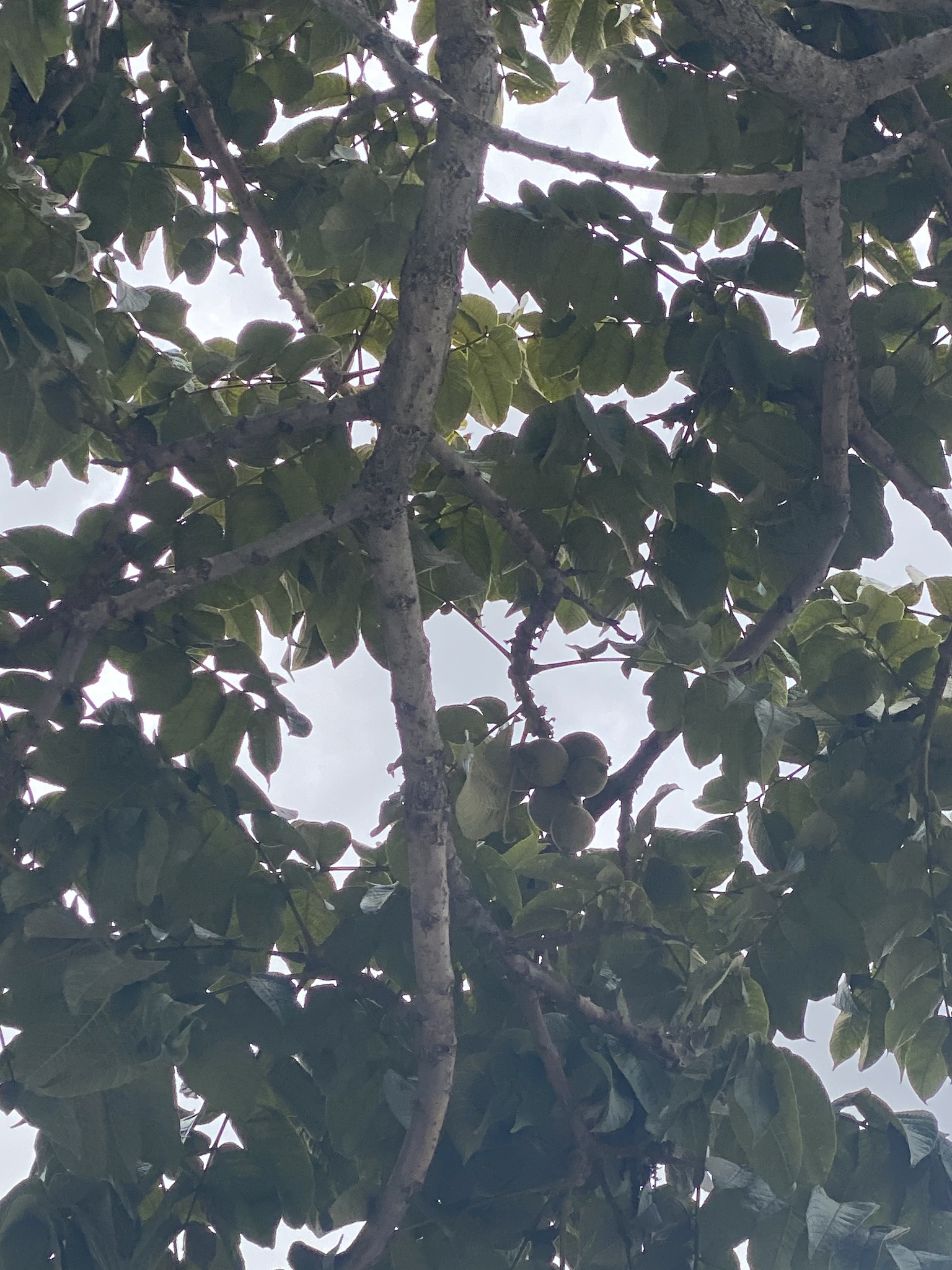 Imagem de Nogal colombiano