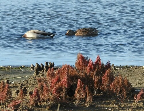 Canard colvert