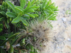 Pteronia onobromoides