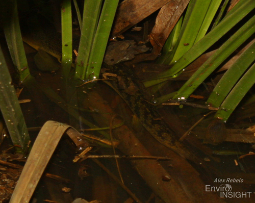 Shortfin Bichir
