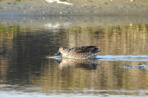 Sarcelle d'hiver