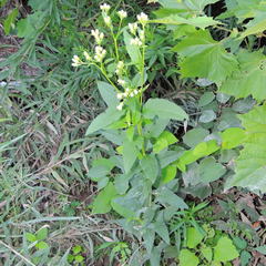 Hasteola suaveolens