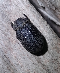 Omorgus punctatus