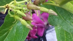 Laubertia contorta