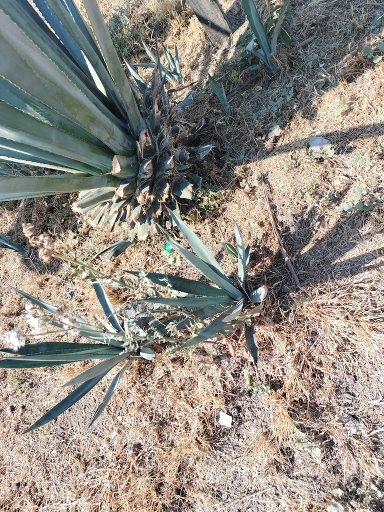 Foto de Agave-azul