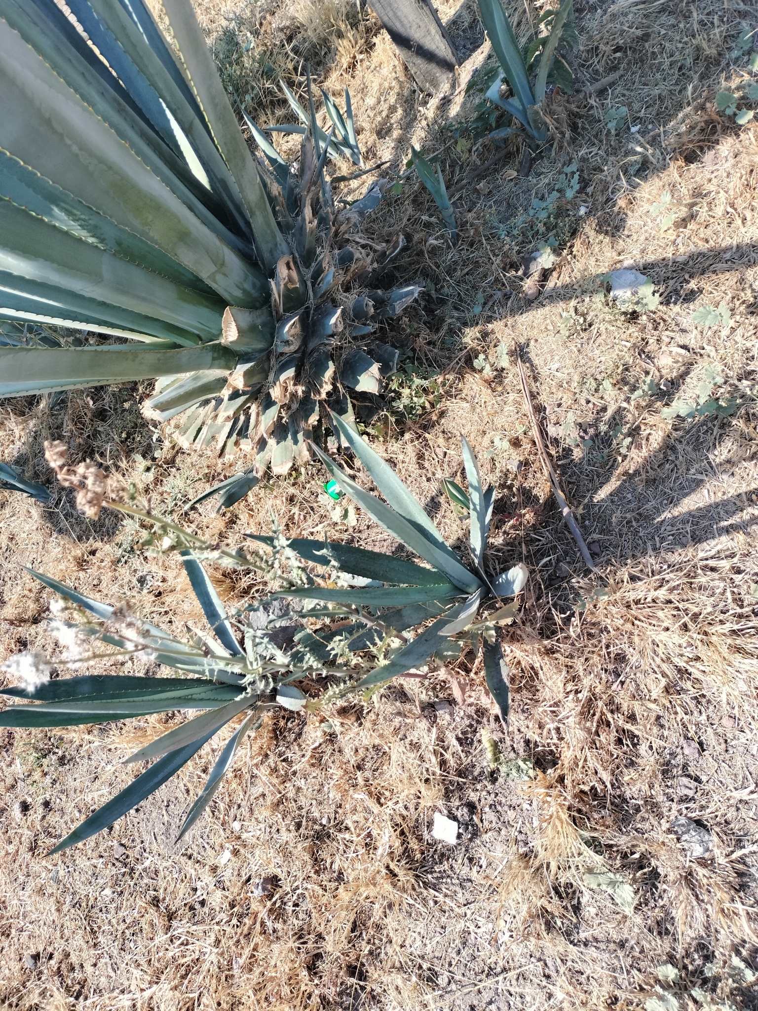 Imagem de Agave-azul