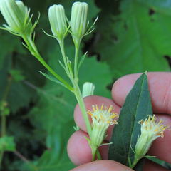 Hasteola suaveolens