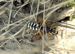 Cerceris tuberculata