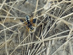 Cerceris tuberculata