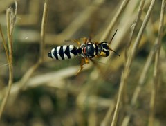 Cerceris tuberculata