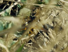 Cerceris tuberculata