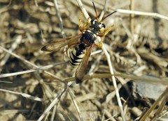 Cerceris tuberculata