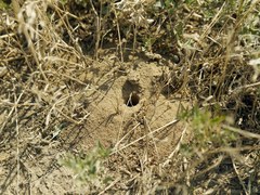 Cerceris tuberculata