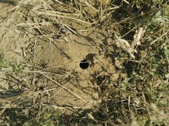 Cerceris tuberculata