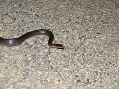 Liodytes rigida sinicola