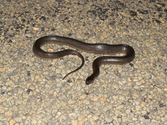 Liodytes rigida sinicola