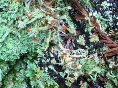Cladonia umbricola